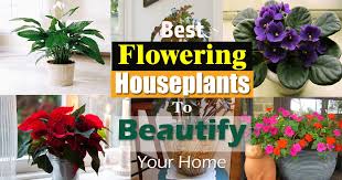 Plant care advice and exclusive monthly mails. 17 Best Flowering Houseplants Balcony Garden Web