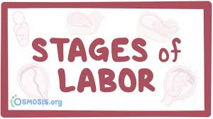 Stages Of Labor Physiology