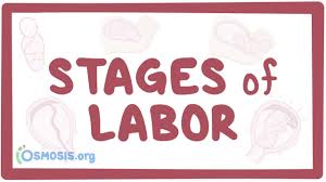 stages of labor physiology