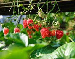 Mark macdonald | april 26, 2021. How Long Does It Take For Strawberries To Grow Gardensall
