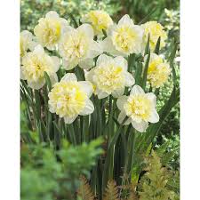 6 Count Daffodil Ice King Bulbs Lowes Com Daffodils Fall Plants Bulb Flowers