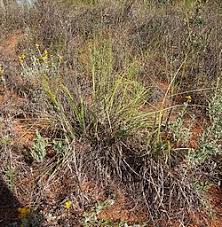 Image result for Panicum carneovaginatum