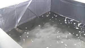 Is this really the case.what does it actually mean.and how can you counteract. Backyard Tilapia Farming How To Build A Tilapia Pond