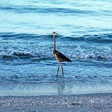 Early Morning Heron Beach Walk I Manasota Key Englewood Florida Usa Art Photography Heron Artforsale Decor Naturelo Beach Walk Beach Englewood Florida