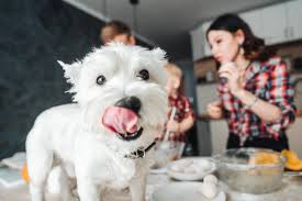 Here are some feeding, exercise and life tips. Human Foods For Dogs Which Foods Are Safe For Dogs