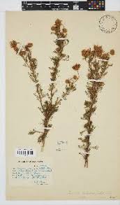 Image result for Vernonia suprafastigiata