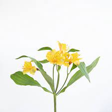 Viv su prati silicei, pascoli, sulle alpi fino a 2500m Segreti E Caratteristiche Dei Fiori Gialli Le Gemme Del Colore Del Sole Colvin