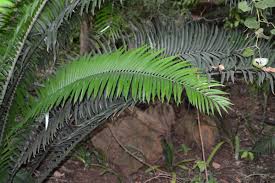 Image result for Encephalartos villosus