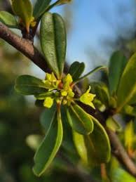 Image result for Rhamnus staddo