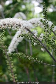 Image result for Bambekea racemosa