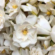Pin On Botanical Perfume