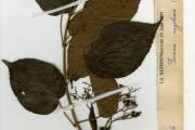 Image result for Premna angolensis