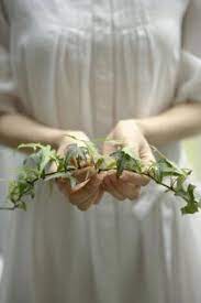 How To Root Ivy Cuttings English Ivy Plant Ivy Plants Ivy Plant Indoor