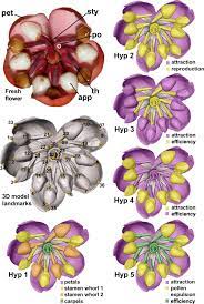 Check out our floral pattern selection for the very best in unique or custom, handmade pieces from our shops. Modularity Increases Rate Of Floral Evolution And Adaptive Success For Functionally Specialized Pollination Systems Communications Biology