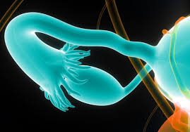 Read on to learn about some natural and medical treatments and whether or not they work. Blocked Fallopian Tubes Symptoms Causes And Treatment