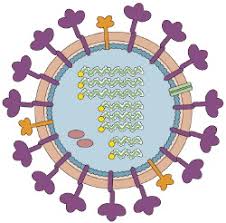 The disease is caused by certain strains of the influenza influenza is considerably more debilitating than the common cold. The A B And C Of Influenza Virus