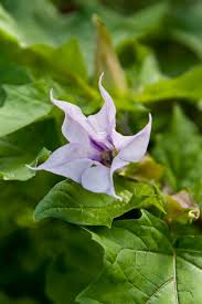 Image result for Datura stramonium