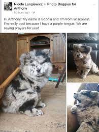 To view our available puppies and upcoming german shepherd puppies for sale in wisconsin, please browse our website. Chow Chow Aussie Mix Breeder Is In Wisconsin Mixed Dogs Breeds Cute Animals Cute Dogs