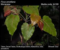 Image result for Moraceae