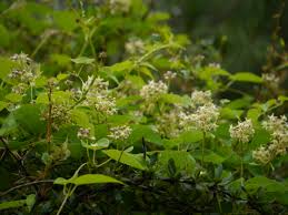 Image result for Cynanchum gonoloboides