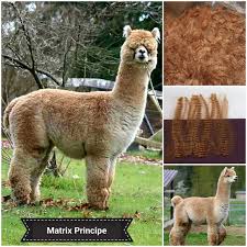 Alpaca Herdsires Snowmass Matrix Principe Huacaya Male