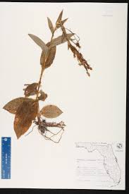 Image result for Habenaria microsaccus