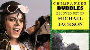 Image result for Michael Jackson's chimpanzee Bubbles star of Miami art show