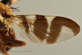 Image result for Rhagoletis completa