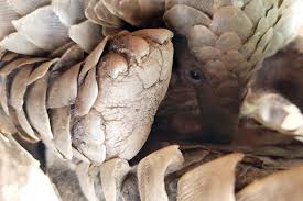They comprise the chinese pangolin, indian pangolin, sunda. The Elusive Pangolin Safari Consultants