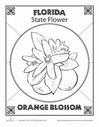 Although the state bird and state flower may not have changed (in most cases) over the years on these type of educational drawings. Florida State Flower Worksheet Education Com State Symbols Coloring Pages Florida State