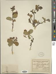 Image result for Emilia caespitosa