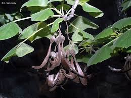 Image result for Gyrocarpus