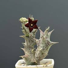 Image result for Orbea carnosa