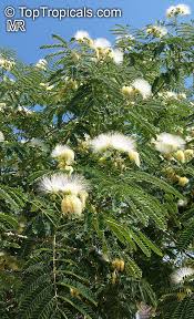 Image result for Albizia petersiana
