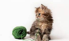 Cats, cats, kittens, and more cats! Cutest Kitten In The World Life With Cats