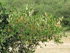 Image result for Croton dichogamus