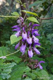 Image result for Brillantaisia cicatricosa