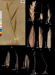 Image result for Microstegium fasciculatum