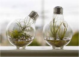 Diy Project Recycled Light Bulbs Light Bulb Terrarium Recycled Light Bulbs Mini Terrarium