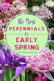 Regional gardening, best perennials, new england gardening. The Best Perennial Flowers For Early Spring The Farm Girl Gabs