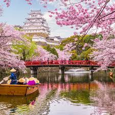 If you didn't already know, japan takes its cherry blossom season extremely seriously: Cherry Blossom Season In Japan 10 Things To Know Travelawaits