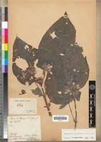 Image result for Calvoa