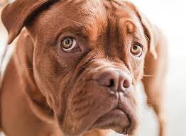 With ai there is no physical interaction between stud and bitch, eliminating any chances of behavioral mishaps. Artificial Insemination Local Vets