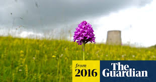 Orchids Paint The Hill A Sadder Shade