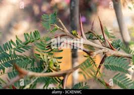 Image result for Acacia cornigera