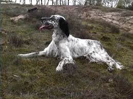 Black And White English Setter Dog A Photo Of A 1 Year Old Black And White English Setter Outside Greatdogsite Com English Setter Dogs English Setter Most Popular Dog Breeds