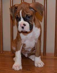 Boxer Puppies Reverse Brindle For Sale Pennsylvania
