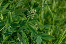 Image result for Trifolium squarrosum
