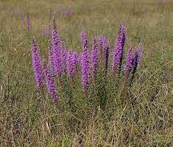 Liatris Punctata Dotted Blazing Star Photo By Missouri Plants Liatris Edible Wild Plants Native Garden