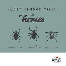 Common Horse Ticks And The Diseases They Carry